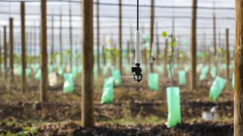 Handheld View of Overhead Suspended Micro Sprinkler Irrigation System in Orchard Vidéo 342279063