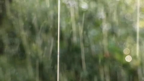 Handheld View of Rainfall with Sunlit Droplet Streaks and Blurred Green Forest Stock Footage 321924869