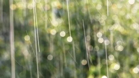 Handheld View of Rainfall with Sunlit Droplet Streaks and Blurred Green Forest 1 Stock Footage 321924904