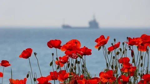 Handheld View of Red Poppies with Blurred Ship on the Black Sea Background Stock Footage 321884012
