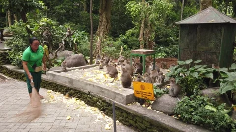 Handheld View of Staff Sweeping Path Near Feeding Monkeys Sacred Monkey Forest Stock Footage 339751560