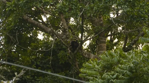 Handheld view of young monkeys crawling up branch, Tortuguero, Costa Rica Stock Footage 141250293