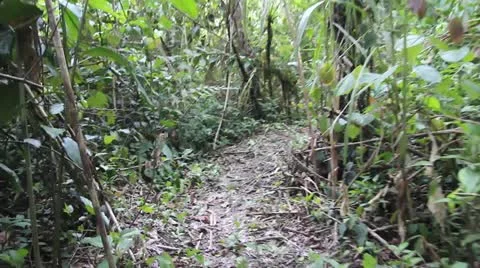 A handheld walk along a trail in the Amazon jungle, Peru Stock Footage 10967552