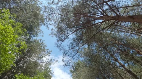 Handheld Walk Looking at the Blue Sky through Trees in Forest On A Sunny Day Stock Footage