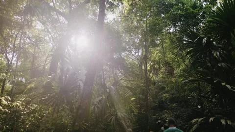 Handheld Walk Through Lush Mayan Rainforest in Peten Guatemala with Sunbeams Stock Footage 341297922