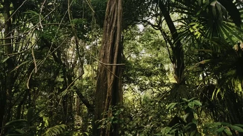 Handheld Walk Through Lush Tropical Mayan Jungle in Peten, Guatemala Stock Footage 341429373