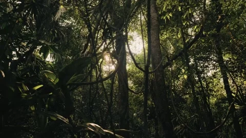 Handheld Walk Through Sunlit Mayan Rainforest Jungle in Peten Guatemala UNESCO Stock Footage 341429609