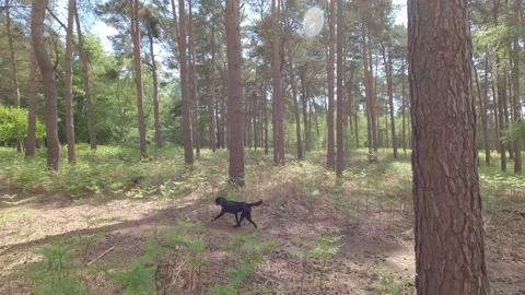 Handheld Walk Through Trees In Forest with Dogs On A Sunny Day in Suffolk, UK Stock Footage