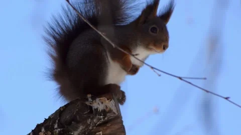 Handheld: a wary squirrel sits on a birch tree, chattering its teeth Stock Footage 172133121