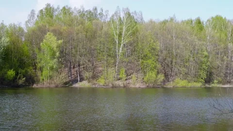Handheld wide shot beautiful trees in forest and pond in spring Stock Footage 163786236