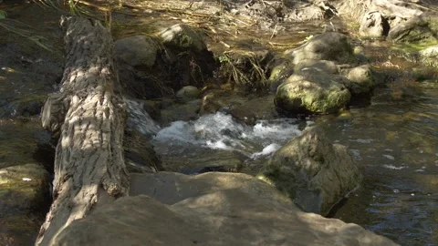 Handheld Wide Shot of a Log Over a Creek, with Audio Stock Footage 217493754