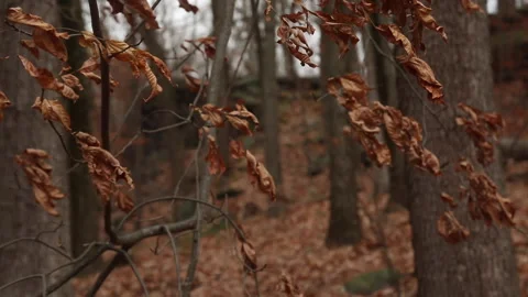 HANDHELD WINDY DEAD LEAVES Stock-Footage 194573193