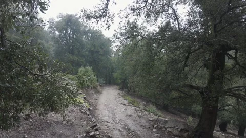 Handheld of Windy Mountain Forest Path on Gorropu Canyon Trail in Sardinia Italy Stock Footage 337633262