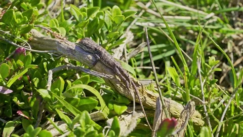 Handheld Zoom-Out: Small Lizard Camouflaged on Branch in Green Grass Video stock 317235936