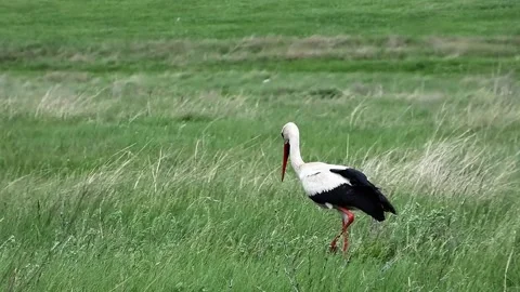 Handheld Zoomed View of White Stork Foraging in Green Grassy Field Stock Footage 321884013