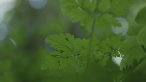 Handhelf rack focus from leaves to tree in Pacific Northwest forest Stock-Footage 234810168