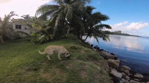 Handhold camera view of a light brown German shepherd running up into the scene  Stock Footage 253459233