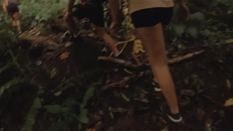 Handhold hiking walking view in dense tropical humid green overgrown vegetation  Stock-Footage 253057009