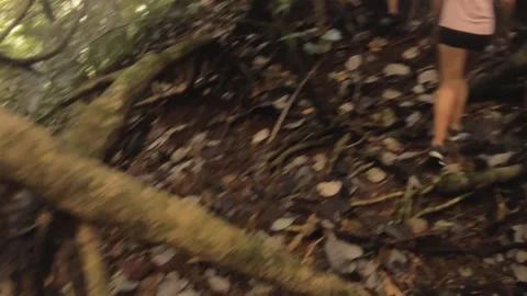 Handhold hiking walking view in dense tropical humid green overgrown vegetation  Stock Footage 253057978