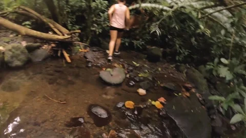 Handhold low angle view in dense tropical humid green overgrown vegetation bushe Stock Footage 253057006