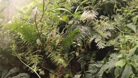 Handhold low angle walking moving view with ferns dense tropical humid green ove Stock Footage 253057825