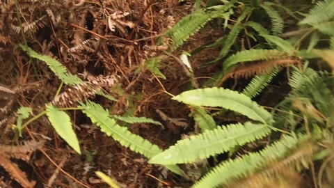 Handhold low angle walking moving view with ferns dense tropical humid green ove Stock Footage 253057980