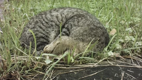 Handhold still close up view of a grey tabby cat curling up sleeping in the wild Stock Footage 236234816