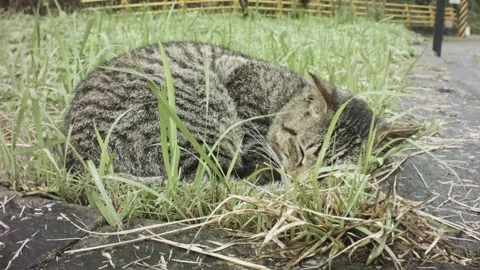 Handhold still close up view of a grey tabby cat curling up with open eyes look  Stock Footage 236235541