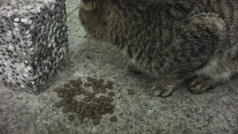 Handhold still close up view of a grey stray tabby cat curling up eating cat foo Stock Footage 236238163