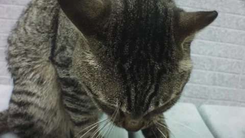 Handhold still close up view of a stray grey tabby cat cleaning its paws and fac Video stock 236238982