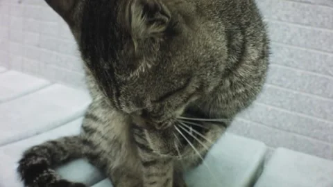 Handhold still close up view of a stray grey tabby cat cleaning its paws on a pl Video stock 236239089