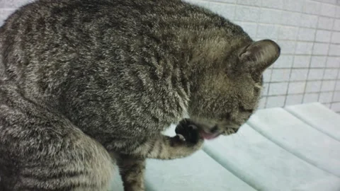 Handhold still close up view of a stray grey tabby cat cleaning its paws on a pl Stock-Footage 236239152
