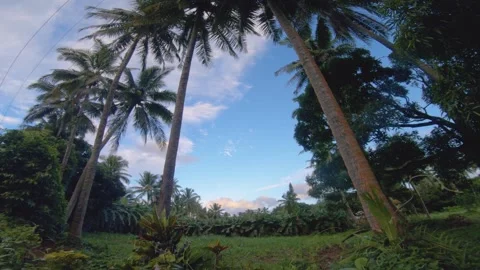 Handhold still look up view from grass land bush vegetation to top of coconut tr Stock Footage 258440529