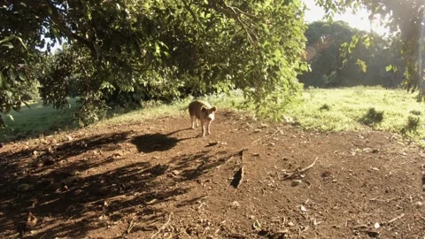 Handhold still view of a medium size fat domesticated brown and white boar pig w Video stock 237619829