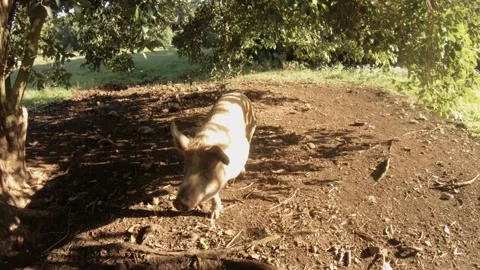 Handhold still view of a medium size fat domesticated brown and white boar pig w Stock Footage 237620844