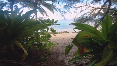 Handhold walking moving forward view from small trial road with vegetation bush  Stock Footage 258442298