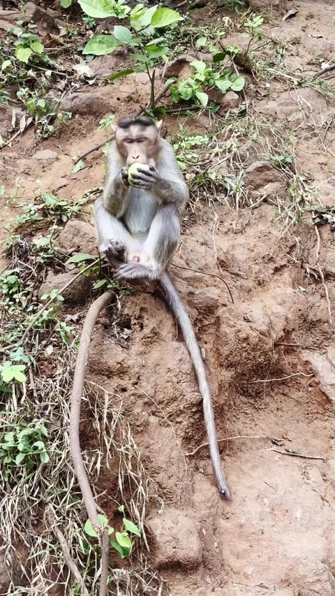 Handicapped Bonnet Macaque Monkey Eating Fruit in Natural Indian Habitat Stock-Footage 334843077