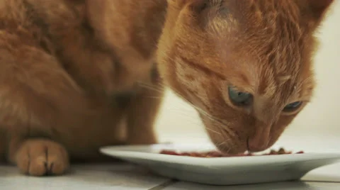 Handicapped Cat Eating Closeup Stock Footage 36569909
