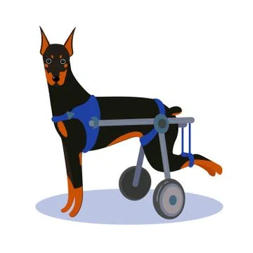 Handicapped disabled dog. Doberman Stock Illustration