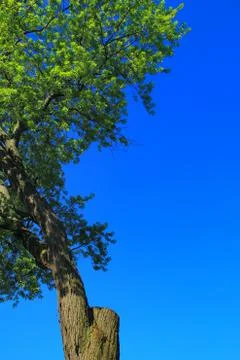 Handicapped but Thriving Stock Photos