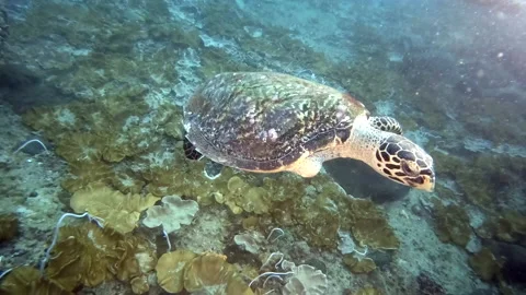 Handicapped turtle without flipper swim above reef under water, close up vide Stock Footage 194714461