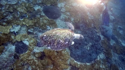 Handicapped turtle without flipper swim above reef under water Stock Footage 194728488