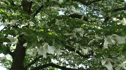 Handkerchief Tree in bloom with fluttering white bracts - on camera + pan Stock Footage 32404472