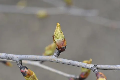 Handkerchief tree Stock Photos