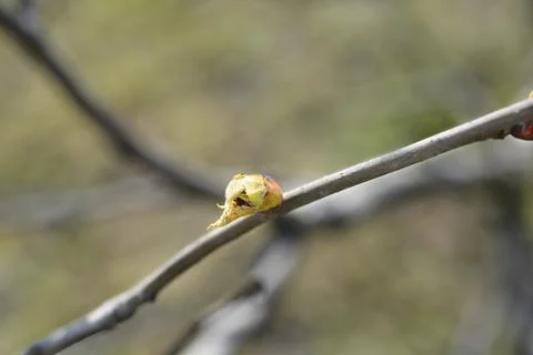 Handkerchief tree Stock Photos