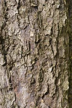 Handkerchief tree Stock Photos
