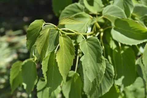 Handkerchief tree Stock Photos