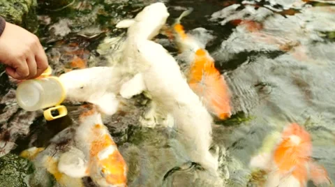 Handle bottle feeding Koi 스톡 동영상 60799483