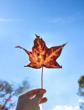 Hand&amp;leaf in blue sky Stock Photos