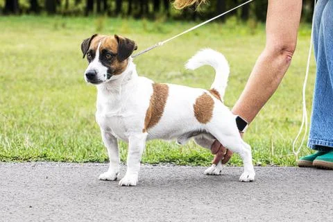 A handler adjusting the hind leg of a handsome, champion-quality male Jack .. Stock Photos
